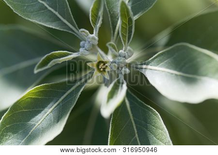 Flower Of An Ashwagandha Plant, Withania Somnifera