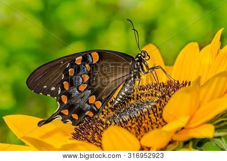 Spicebush Swallowtail Butterfly In The Garden (papilio Troilus)
