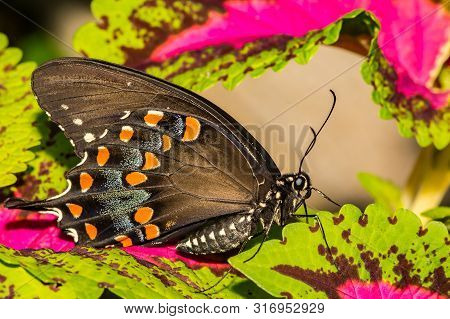 Spicebush Swallowtail Butterfly In The Garden (papilio Troilus)