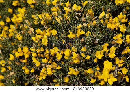 Common Gorse Bush With Yellow Flowers, In Scotland