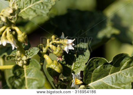 Flower Of A Garland Berry, Solanum Viride
