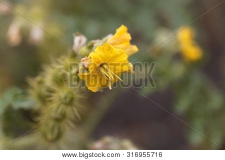 Flower Of A Buffalobur Nightshade, Solanum Rostratum