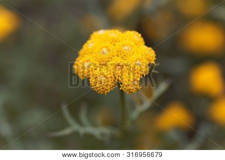 Flower Of Lonas Annua