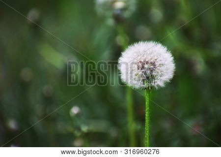White Dry Dandelion Flower Closeup Against Green Grass And Other Blurry Dandelions With Copy Space. 