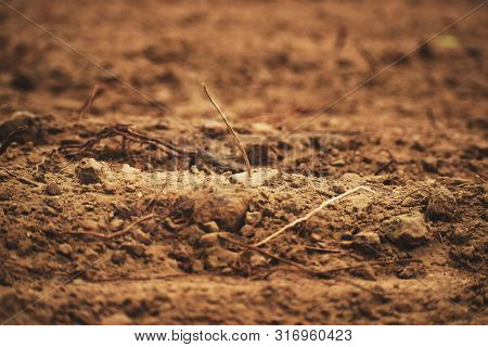 Fragment Of An Empty Autumn Field After Harvesting With Rests Of Dry Plants. Soft Selective Focus. A