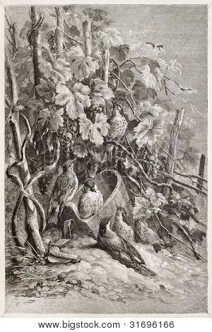 Ptaki pod stary ilustracja winogron (skład prawo Vintager reszta). Stworzony przez Giacomelli i 