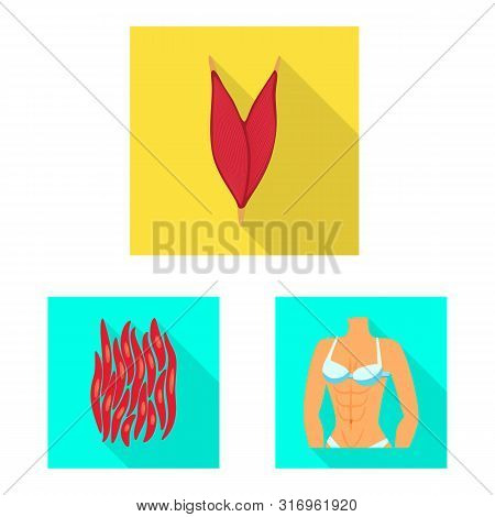 Isolated Object Of Muscle And Cells Symbol. Set Of Muscle And Anatomy Stock Vector Illustration.