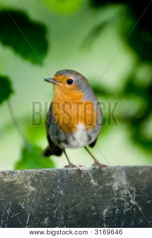 Robin