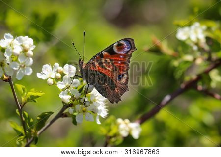A Peacock Butterfly Sits On A Plant With White Flowers