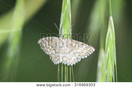 A Macro Of A Butterfly Or Moth In The Open Nature