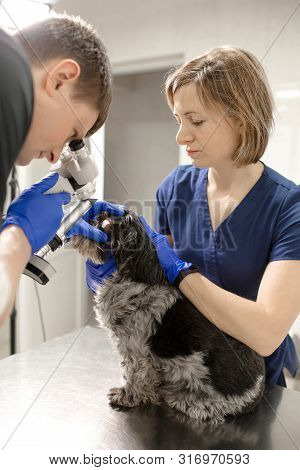 Veterinary, Ophthalmologists Examine The Injured Eye Of A Dog With A Slit Lamp In A Veterinary Clini