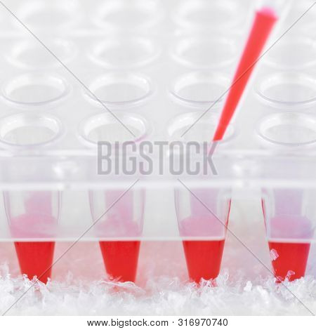 Plastic Tip Filled In With Red Reaction Mixture And Disposable Plastic Wells To Amplify Dna, Text Sp