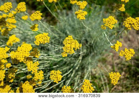 The Flowers Of Achillea Filipendulina. Close-up. Background