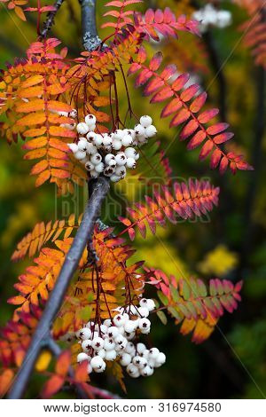 Close Up Of Vibrant Orange Autumn Leaves From Koehne Mountain Ash, White Fruited Chinese Rowan, Sorb