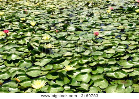 Wasserlilie und Ð·ÐµÐ» ÐµÐ½Ð½Ñ‹Ðµ verlässt in einem Teich des Parks der Stadt tel aviv