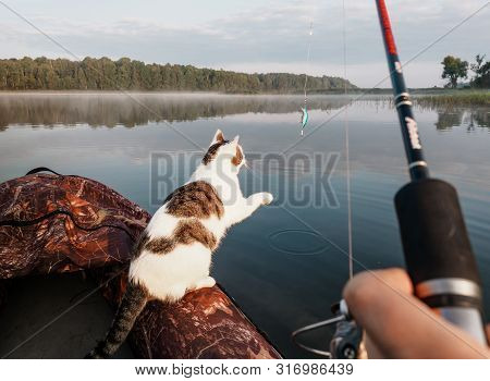Domestic Cat Enjoys Freedom Outside The House On Fishing With Owners In The Early Morning In Nature.