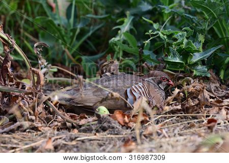 Portrait Of A Red Legged Partridge (alectoris Rufa) Sitting On The Ground And Showing How Well Camou
