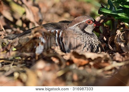 Portrait Of A Red Legged Partridge (alectoris Rufa) Sitting On The Ground And Showing How Well Camou