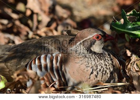Close Up Portrait Of A French Partridge (alectoris Rufa) Sitting On The Ground