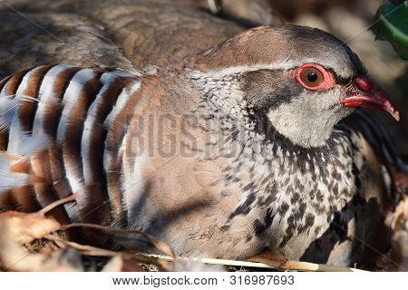 Close Up Portrait Of A French Partridge (alectoris Rufa) Sitting On The Ground