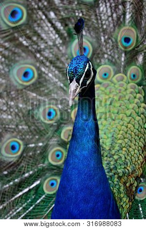 Peacock Portrait