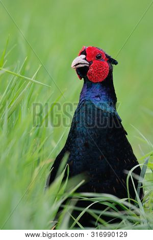 Close Up Head Shot Of A Melanistic Mutant Pheasant In The Long Grass