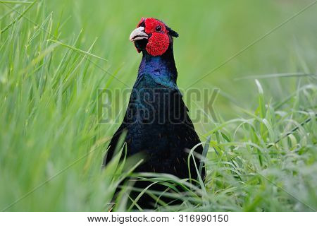 Close Up Head Shot Of A Melanistic Mutant Pheasant In The Long Grass