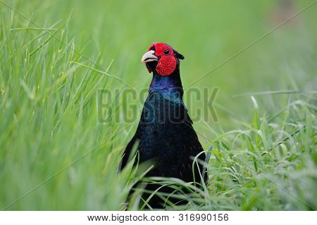 Close Up Head Shot Of A Melanistic Mutant Pheasant In The Long Grass