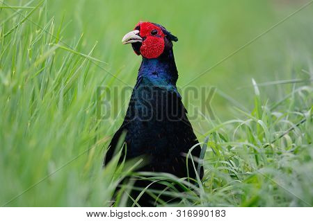 Close Up Head Shot Of A Melanistic Mutant Pheasant In The Long Grass