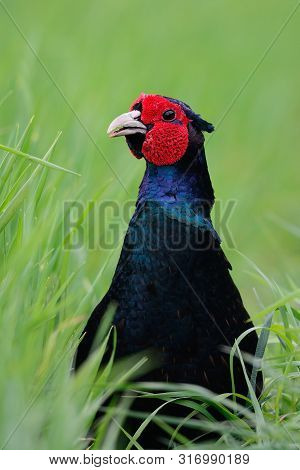 Close Up Head Shot Of A Melanistic Mutant Pheasant In The Long Grass