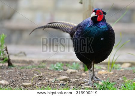 Portrait Of A Melanistic Mutant Pheasant Exploring In The Garden