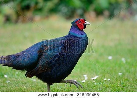 Side View Of A Melanistic Mutant Pheasant