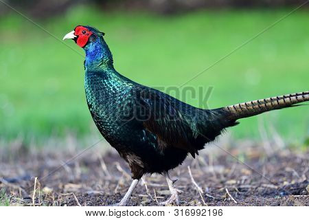 Mealnistic Pheasant