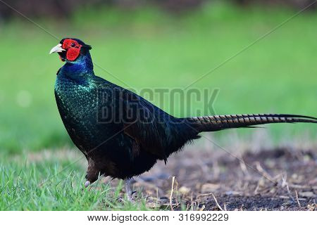 Mealnistic Pheasant