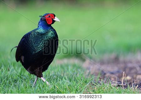 Close Up Of A Melanistic Pheasant Walking Through Short Grass