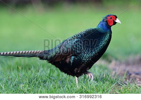 Close Up Of A Melanistic Pheasant Walking Through Short Grass