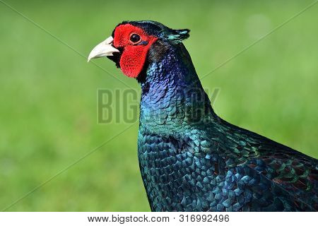 Head Shot Of A Melanistic Pheasant With A Green Background