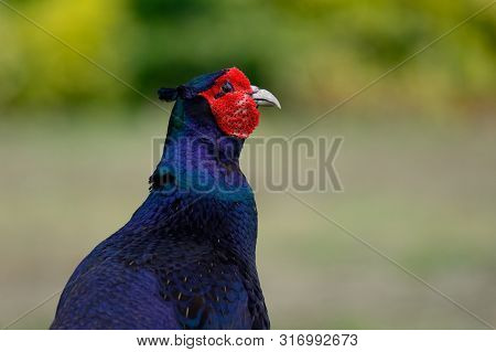 Close Up Portrait Of A Melanistic Mutant Pheasant