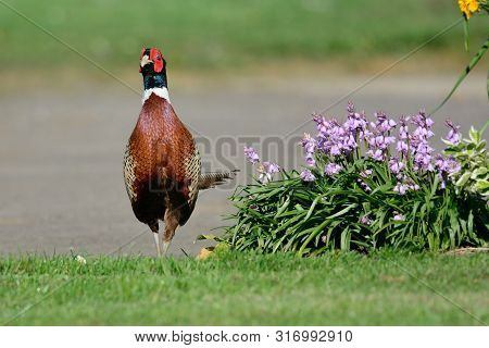 Porttrait Of A Common Pheasant (phasianus Colchicus) Walking Past A Flowerbed In The Garden