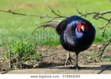 Portrait Of A Melanistic Mutant Pheasant Exploring In The Garden
