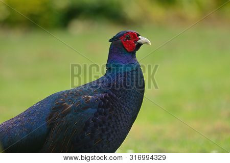 Side View Of A Melanistic Mutant Pheasant