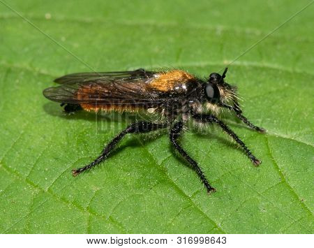 A Bee-like Laphria Robber Fly Sits On A Leaf And Waits For Prey To Fly By.