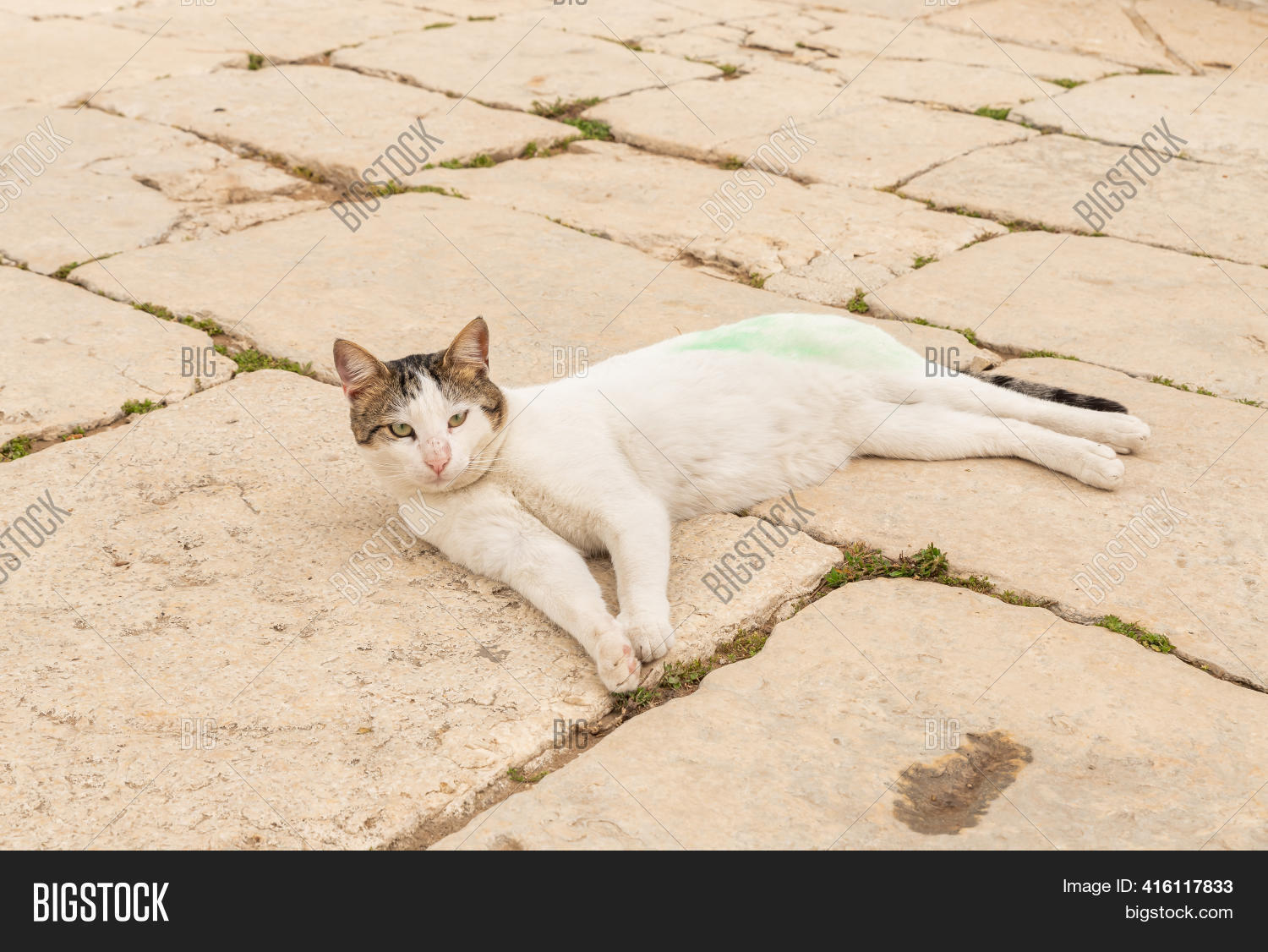 White Cat Stained Image & Photo (Free Trial) Bigstock