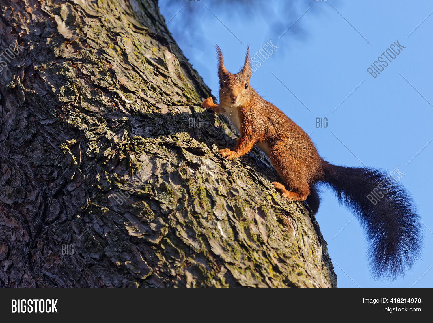 Climbing Red Squirrel Image & Photo (Free Trial) Bigstock