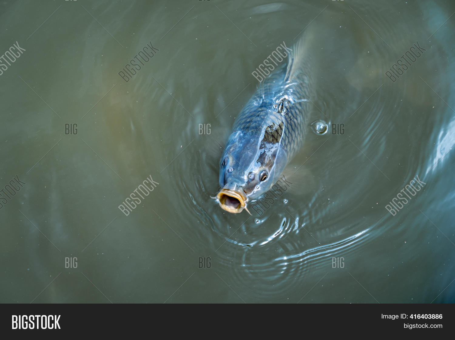 Big Fish Sticking Image & Photo (Free Trial) Bigstock