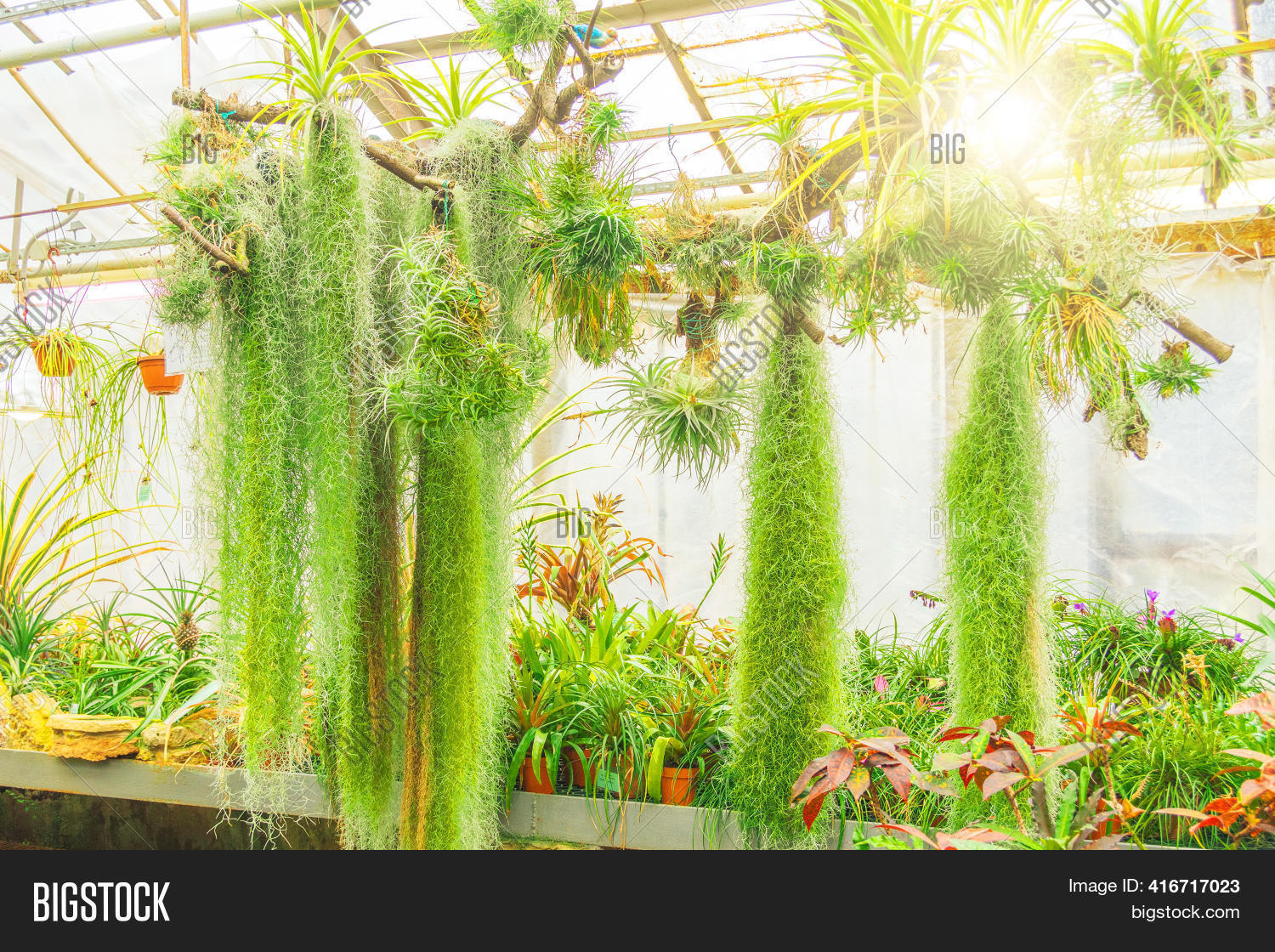 House Plant Image Photo Free Trial Bigstock