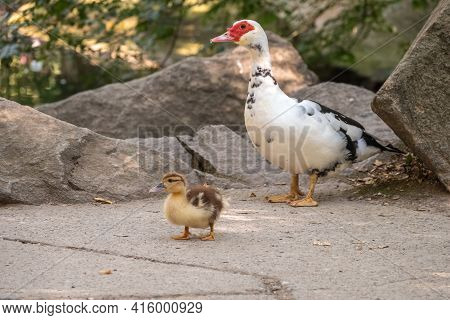 White And Black Duck With Red Head, The Muscovy Duck, Walks On The Shore Of The Pond With Its Cute L
