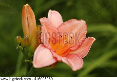 Pink Gladiolus Flower In The Garden After The Rain, Decorative Flowers, Close-up Outdoors