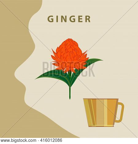 Ginger Flower, Tea Cup - Vector. Medicinal Plant. Beauty And Health. Slimming.