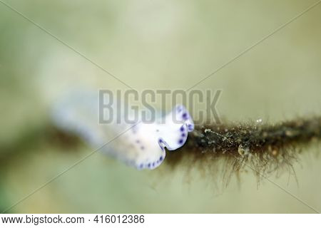 Laing Island Flatworm (pseudoceros Laingensis), Aka Purple-spotted Flatworm. Triton Bay, West Papua,